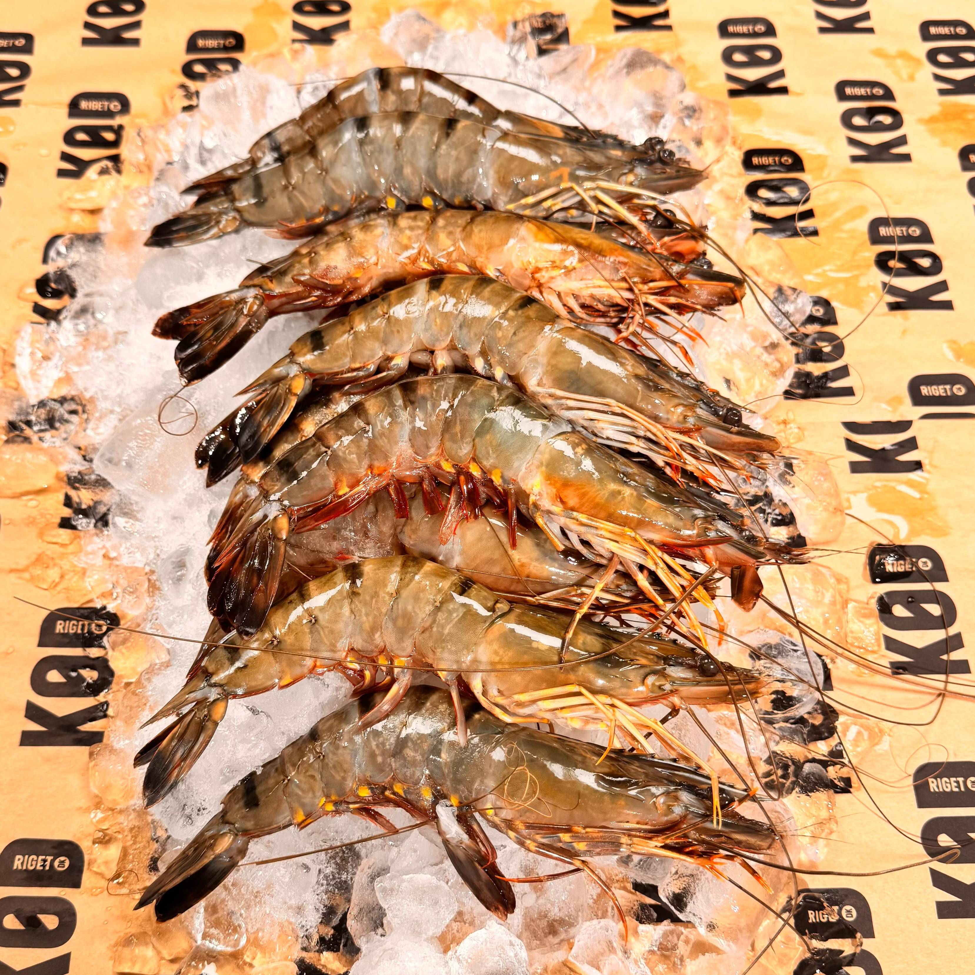 Kæmpe sorte tiger rejer