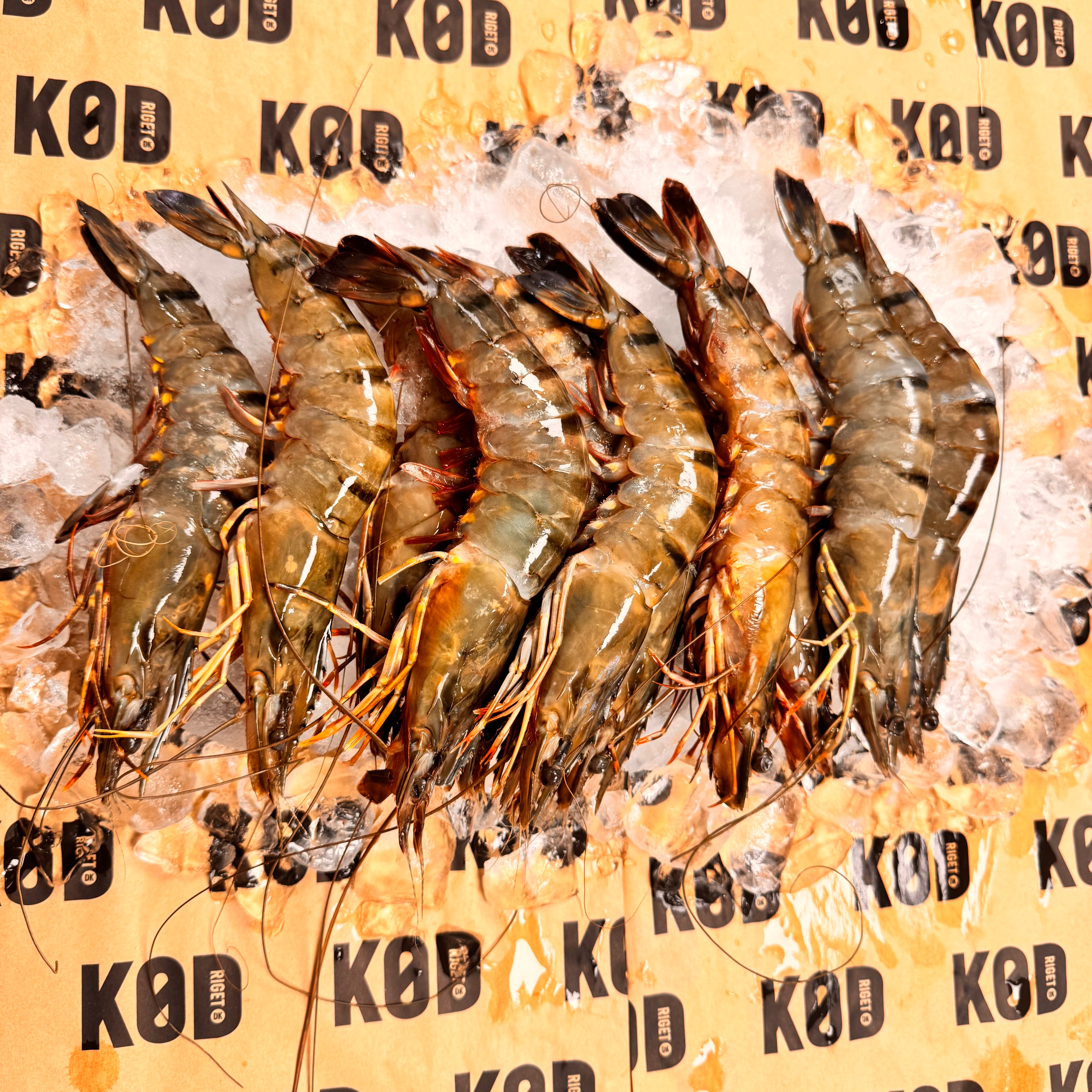 Kæmpe sorte tiger rejer