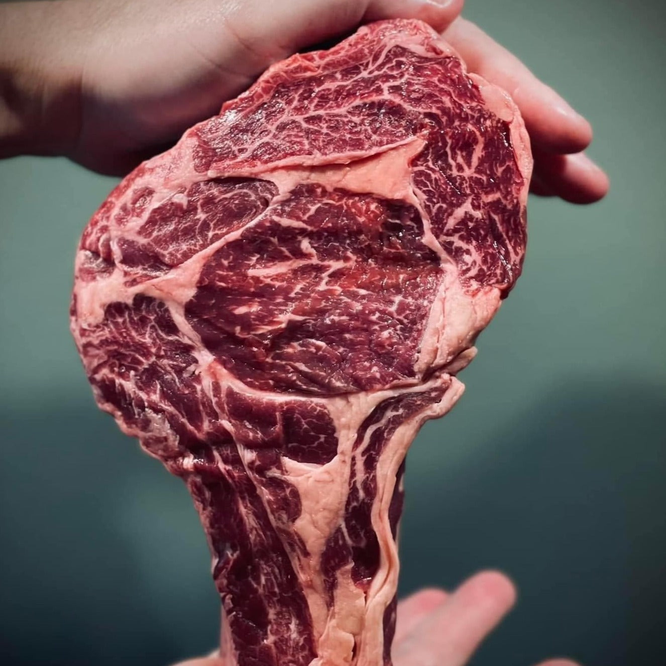 Kæmpe Cote De Boeuf - VIP