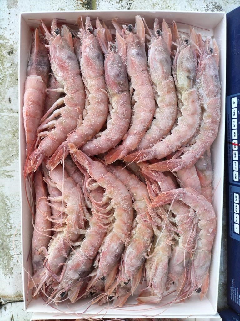 Knivrejer 800g.