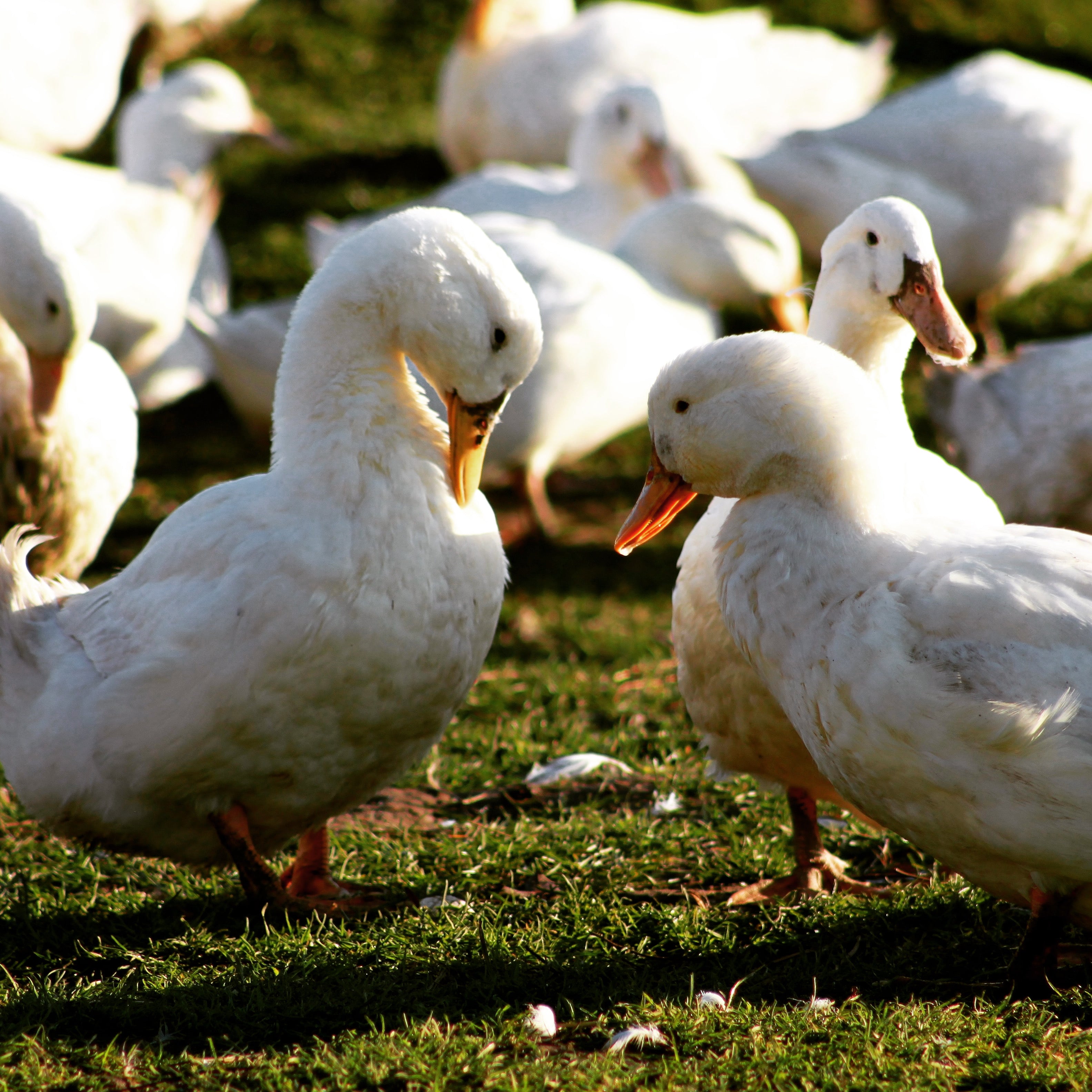 Ravnsminde Dansk Frilandsand