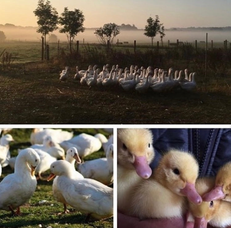 Ravnsminde Dansk Frilandsand