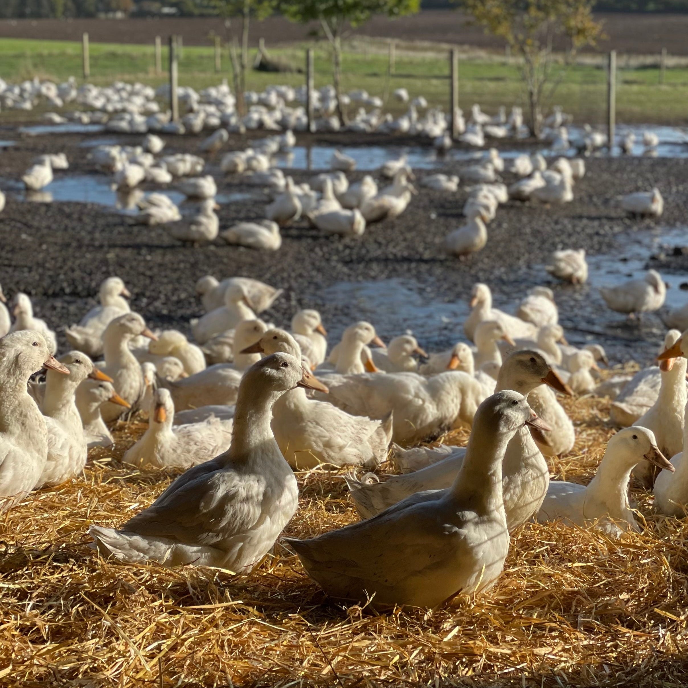 Ravnsminde Dansk Frilandsand