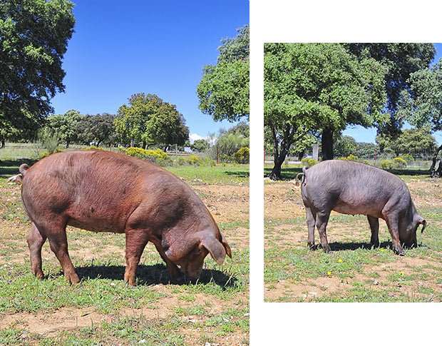 Pluma Af Spansk Duroc gris. Ned til 47,- pr. stk.