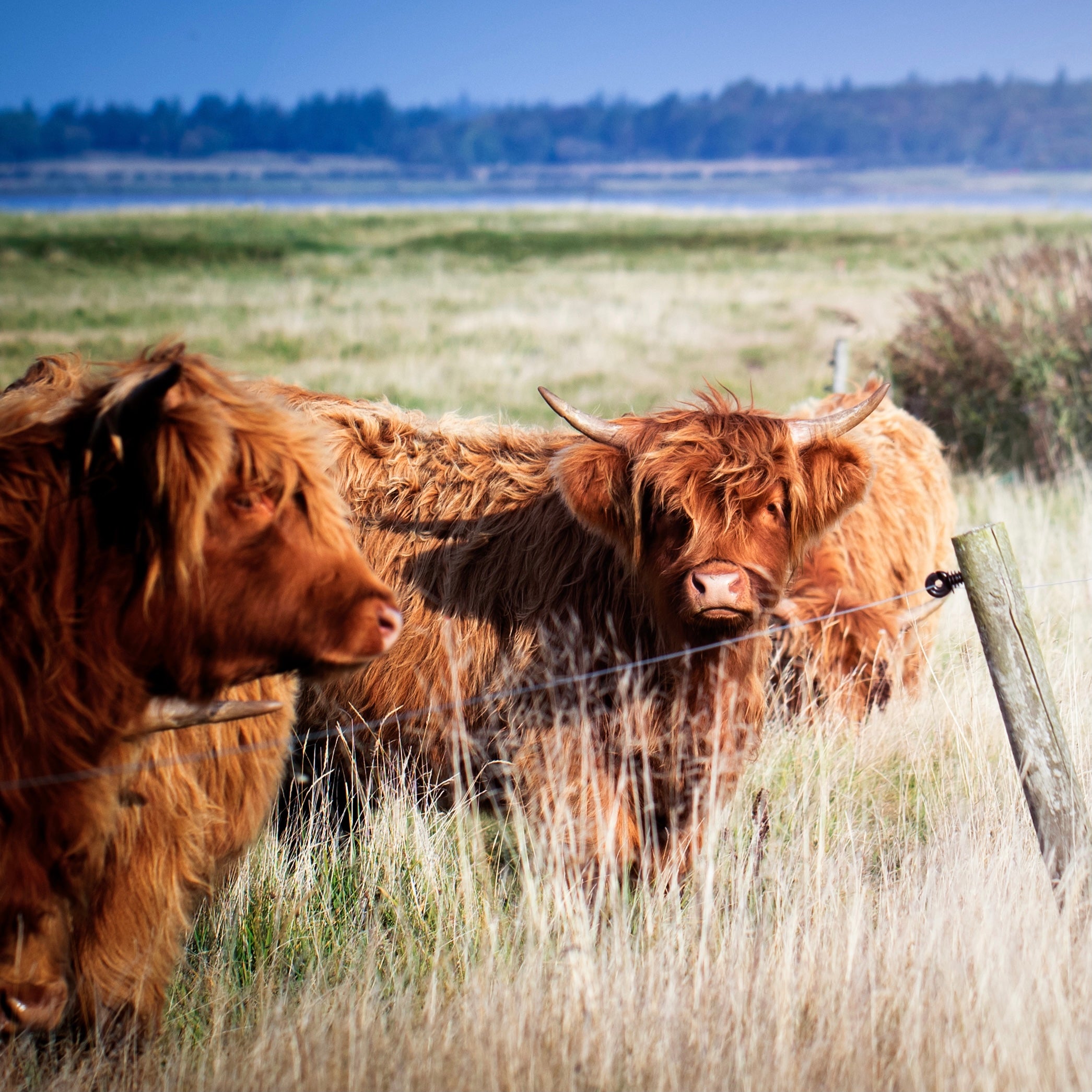 Hakket Highlandcattle 400g.