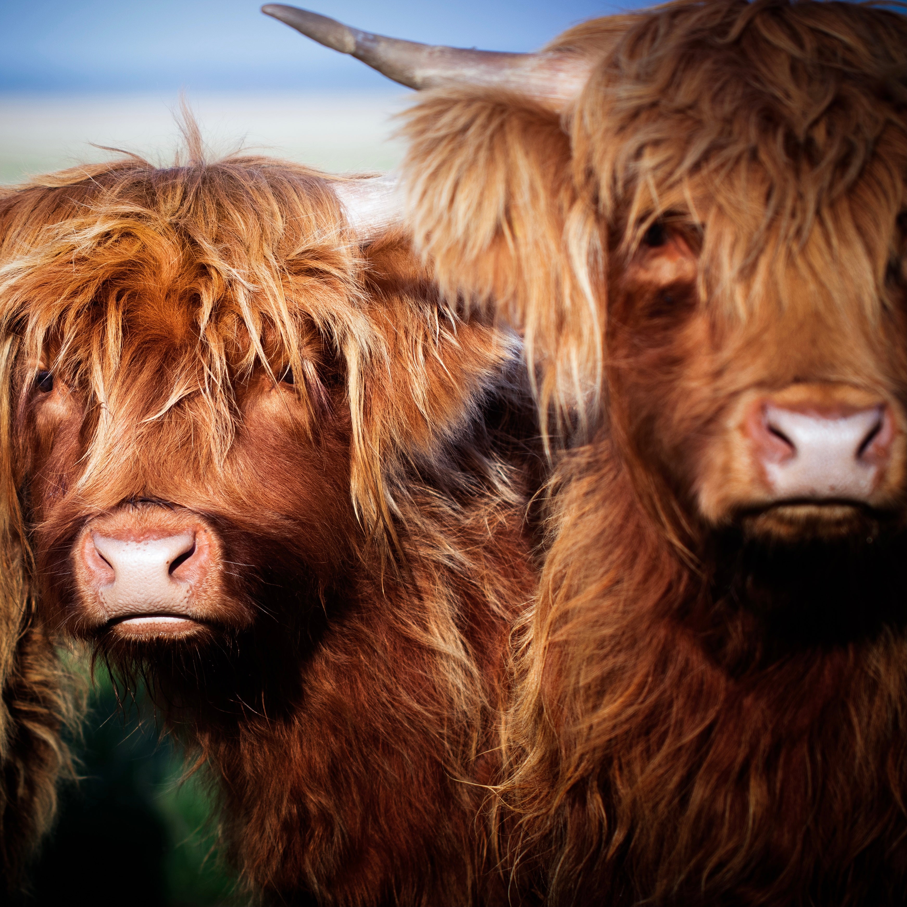 Hakket Highlandcattle 400g.